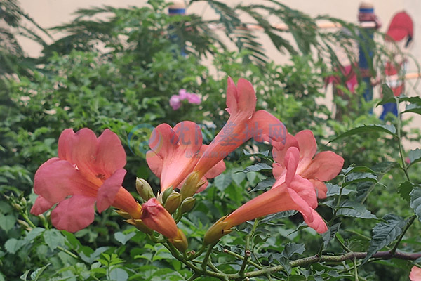 沈阳陵园骨灰处理方式多样,倡导绿色生态安葬!