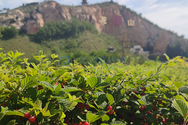 龙福山墓园 龙福山墓园