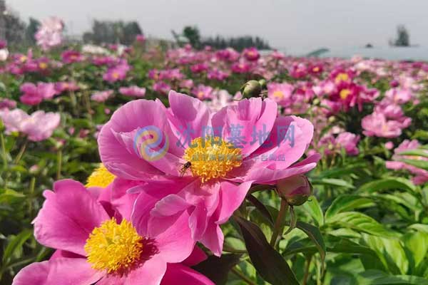 沈阳盘龙福地墓园 沈阳盘龙福地墓园